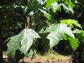 Chalk Maple